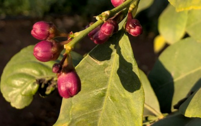 Cítricos: la floración
