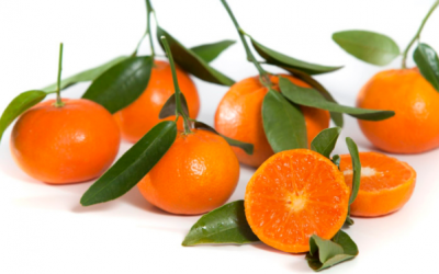 Fertilización de las variedades tardías de mandarina
