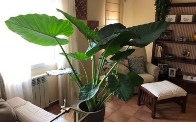 Alocasia macrorrhiza: la majestuosa oreja de elefante