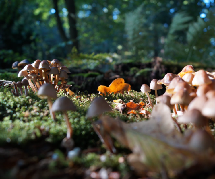 Introducción al mundo de las setas - Fertihouse