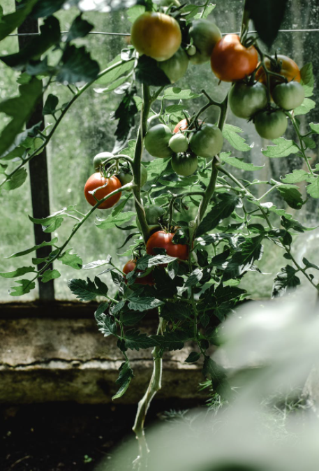 Enfermedades del cultivo del tomate en nuestro huerto - Fertihouse
