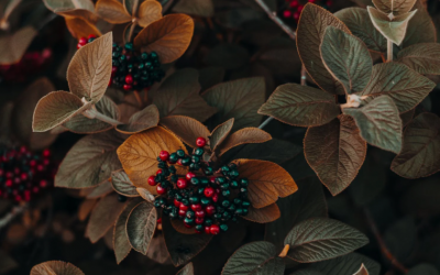 Septiembre y octubre en nuestros huertos y jardines