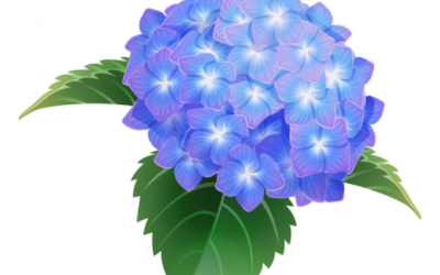 Cómo hacer un esqueje de hortensia paso a paso
