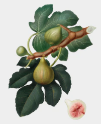 El cultivo de la higuera