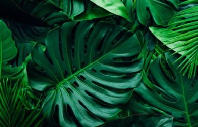 Proporción de Nitrógeno Amoniacal y Nítrico en Sustrato y Cultivo Hidropónico