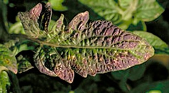 Coloración morada, síntomas de deficiencia de fósforo Coloración morada, síntomas de deficiencia de fósforo