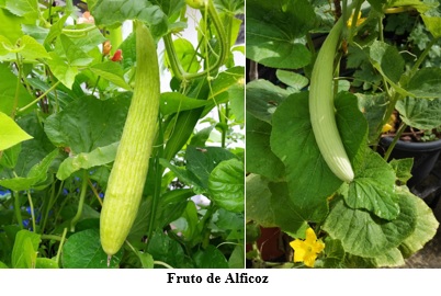 Fruto de Alficoz Fruto de Alficoz