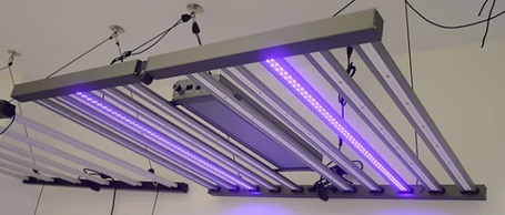 Ultravioleta