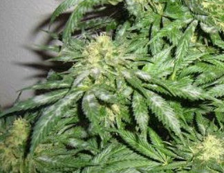 Reynutria en cannabis indoor