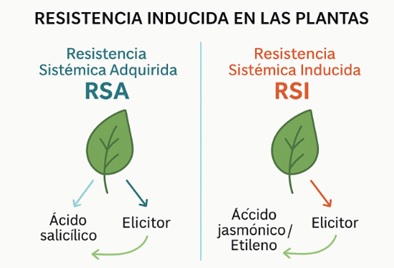 Resistencia inducida en las plantas