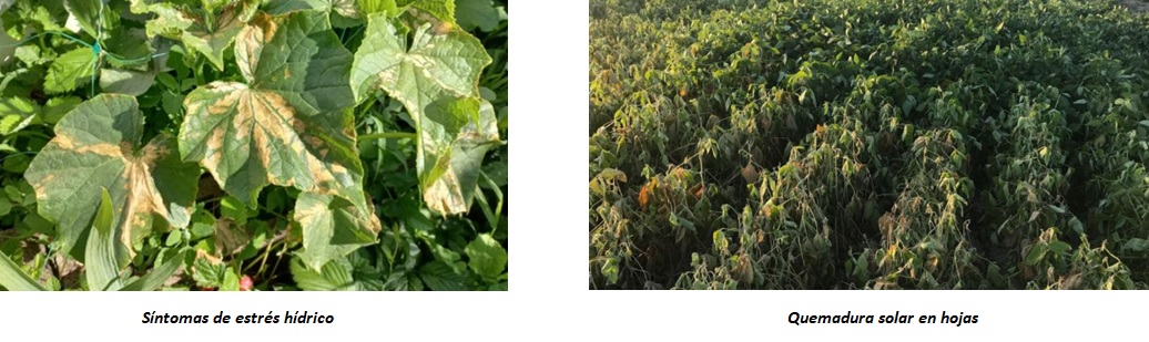 Efectos de las olas de calor en las plantas