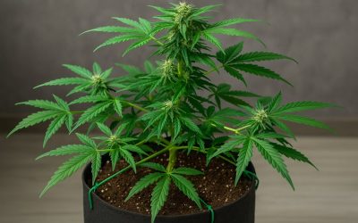 Cannabis autofloreciente: técnicas de cultivo para aumentar el rendimiento paso a paso