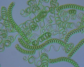 Espirulina en agricultura: biofertilizante y estimulante natural para cultivos