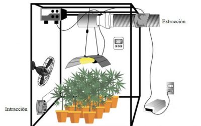 Control de la humedad relativa en el cultivo indoor durante la floración