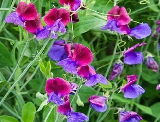 Guisante de olor: cómo cultivarlo y aprovechar su fragancia en el jardín