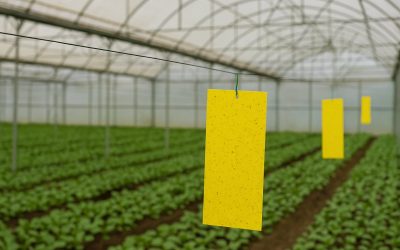Trampas cromáticas para insectos: una herramienta clave en el control de plagas agrícolas